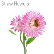 Stawflowers