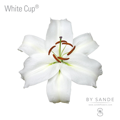 White Cup®