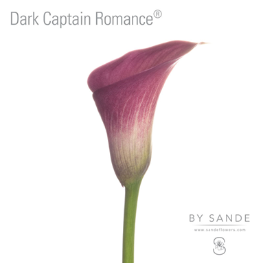 Dark Captain Romance®