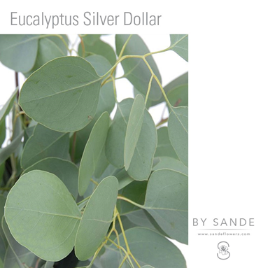 Silver Dollar Eucalytus