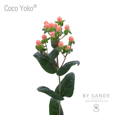 Coco Yoko®