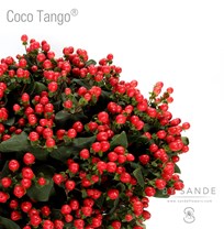 Coco Tango®