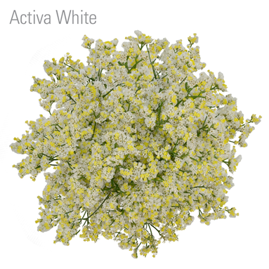 Activa White