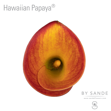 Hawaiian Papaya