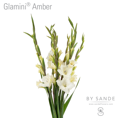 Glamini Amber