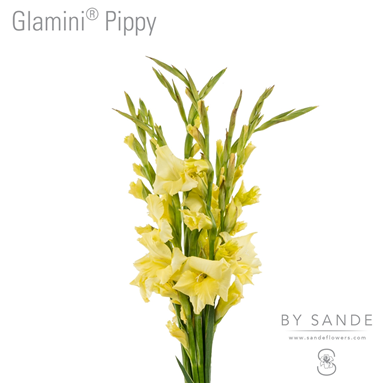 Glamini Pippy